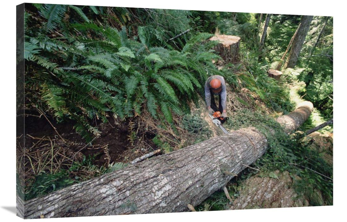 Loggers clear cutting temperate rainforest, Pacific coast, North America-Canvas Art-36x24