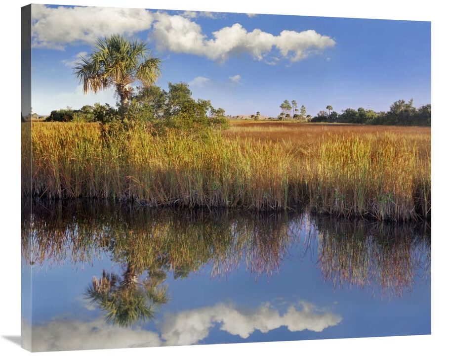 Cabbage Palm in wetland, Fakahatchee State Preserve, Florida-Canvas Art-36x29.88