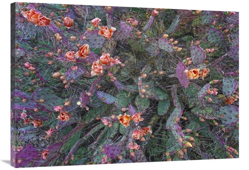 Opuntia flowering, North America-Canvas Art-40x28.4