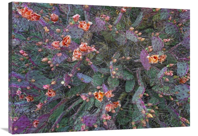 Opuntia flowering, North America-Canvas Art-40x28.4