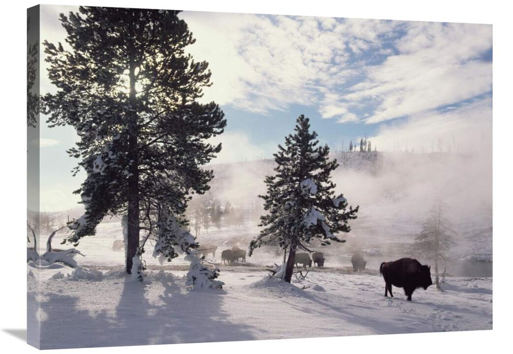 American Bison in winter, Yellowstone National Park, Wyoming-Canvas Art-32x24