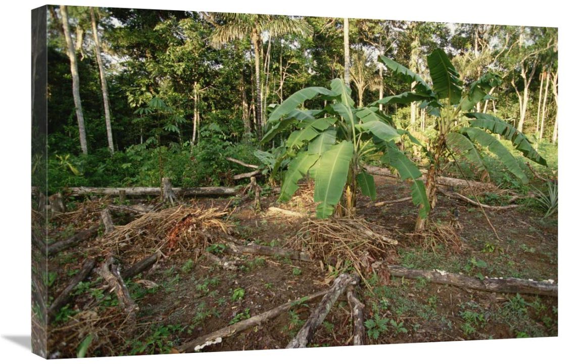 Rainforest slash and burn destruction, south Amazon Basin, Brazil-Canvas Art-30x20