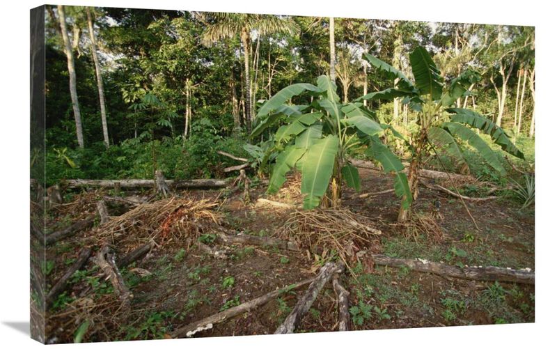 Rainforest slash and burn destruction, south Amazon Basin, Brazil-Canvas Art-30x20