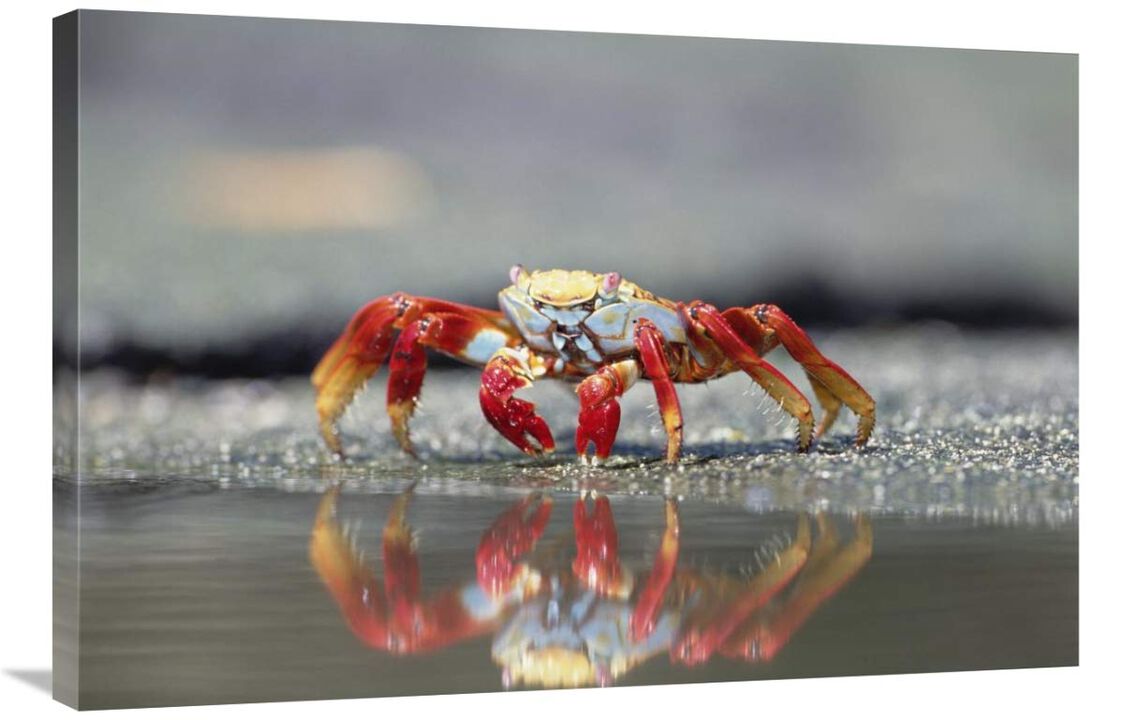 Sally Lightfoot Crab feeding, Punta Espinosa, Galapagos Islands, Ecuador-Canvas Art-36x24