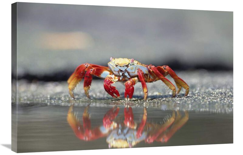 Sally Lightfoot Crab feeding, Punta Espinosa, Galapagos Islands, Ecuador-Canvas Art-36x24