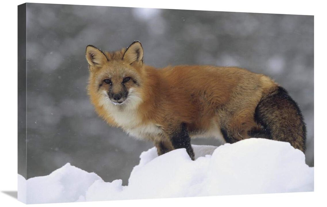 Red Fox standing at the top of a snow bank, Montana-Canvas Art-30x20