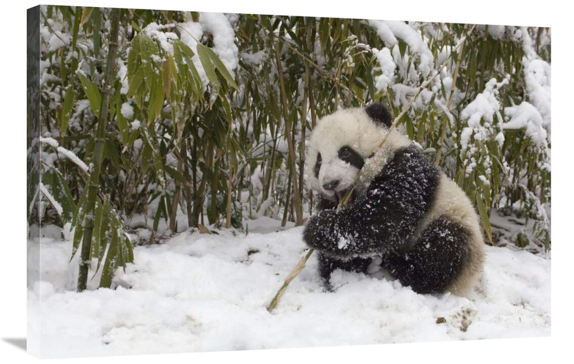 Giant Panda cub eating bamboo, Wolong Nature Reserve, China-Canvas Art-36x24