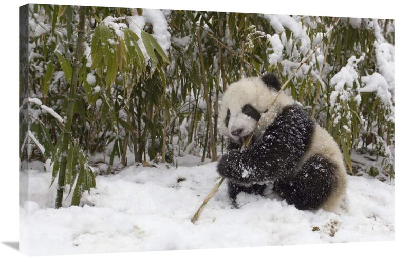 Giant Panda cub eating bamboo, Wolong Nature Reserve, China-Canvas Art-36x24