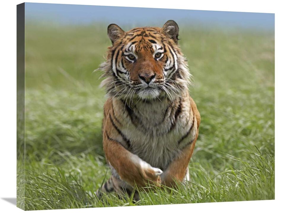 Siberian Tiger running, native to Russia-Canvas Art-28x22