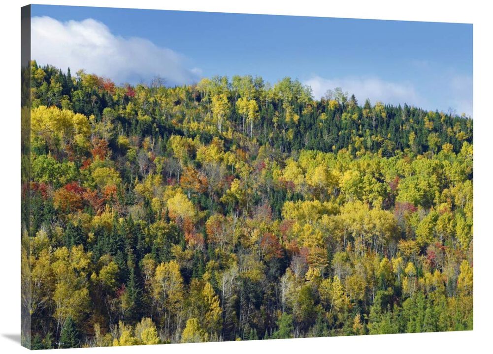 Fall colors, Chic-Chocs, Quebec, Canada-Canvas Art-40x30