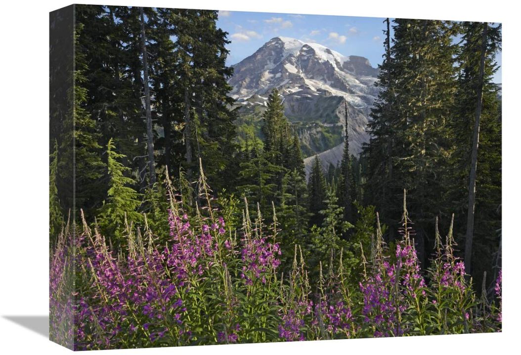 Fireweed flowering and Mount Rainier, Mount Rainier National Park, Washington-Canvas Art-16x12