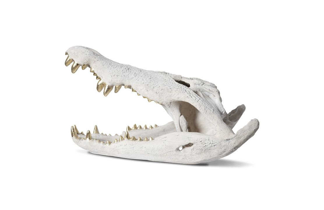 Crocodile Skull