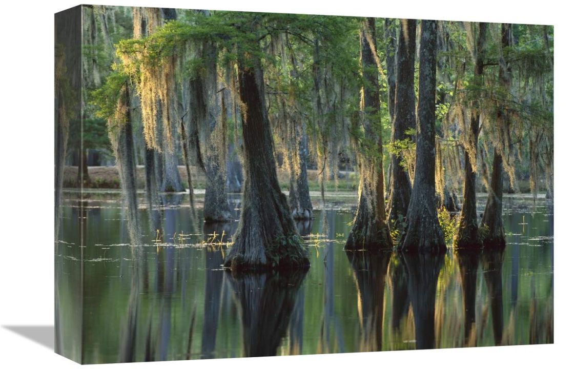 Bald Cypress swamp, Sam Houston Jones State Park, Louisiana-Canvas Art-16x12