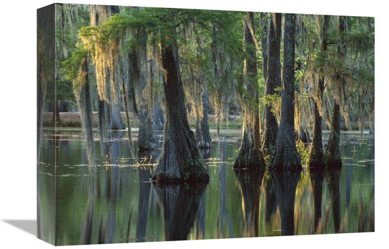 Bald Cypress swamp, Sam Houston Jones State Park, Louisiana-Canvas Art-16x12