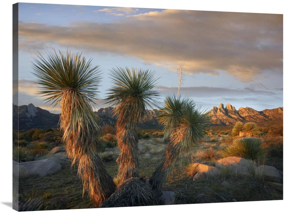 Yucca and Organ Mountains near Las Cruces, New Mexico-Canvas Art-40x30