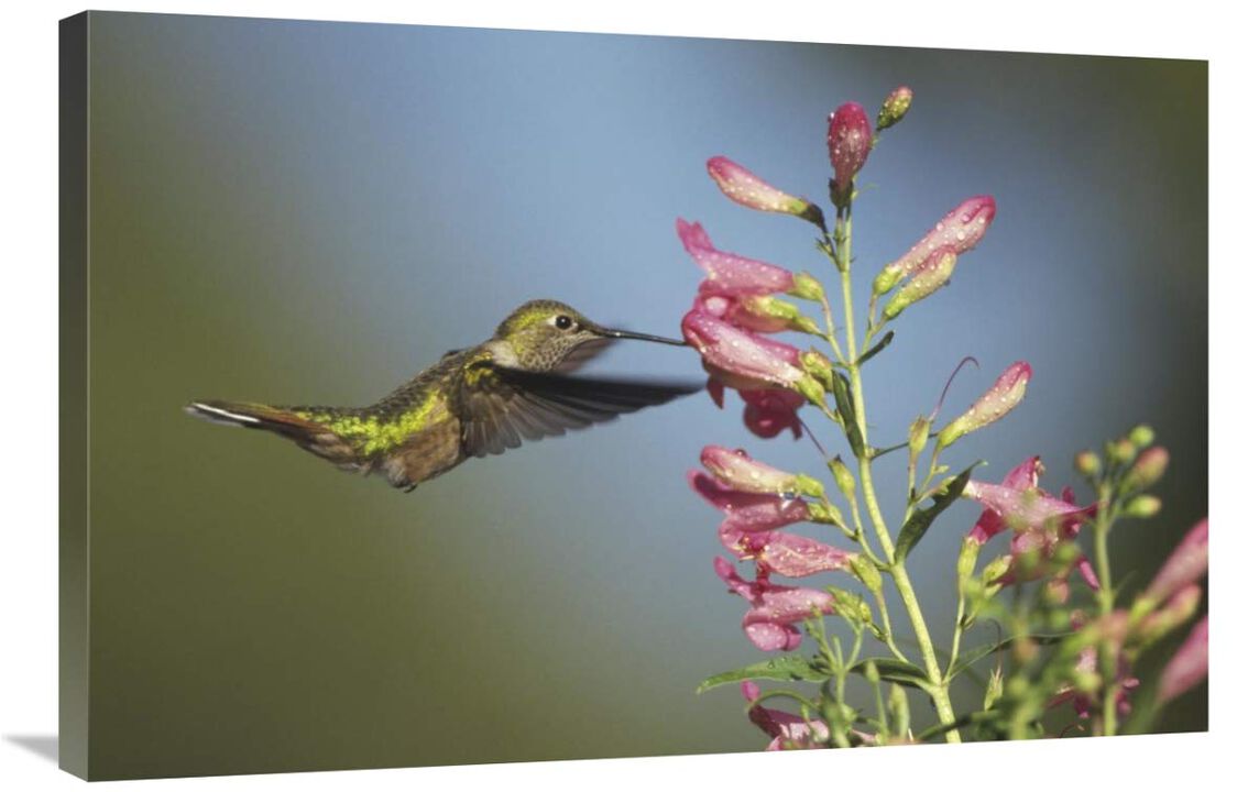 Broad-tailed Hummingbird juvenile feeding on flowers, New Mexico-Canvas Art-36x24