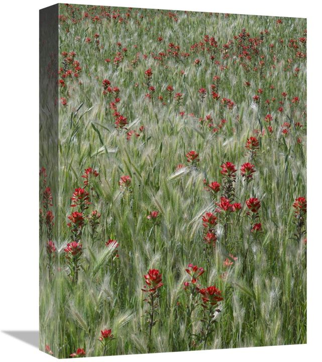 Indian Paintbrush and Foxtail Barley field, Texas-Canvas Art-12x16
