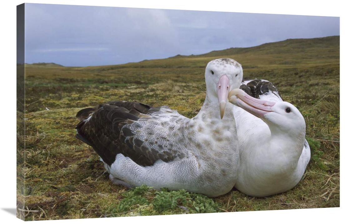 Tristan Wandering Albatross male nibbling females bill, Gough Island, South Atlantic-Canvas Art-36x24
