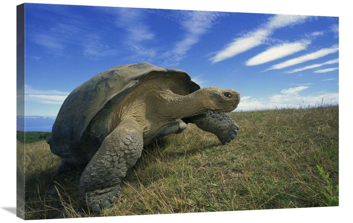 Galapagos Tortoise on caldera rim, Alcedo Volcano, Isabella Island, Galapagos Islands, Ecuador-Canvas Art-36x24