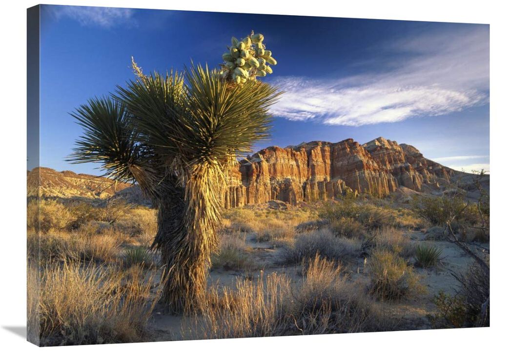Joshua Tree at Red Rock State Park, California-Canvas Art-32x24