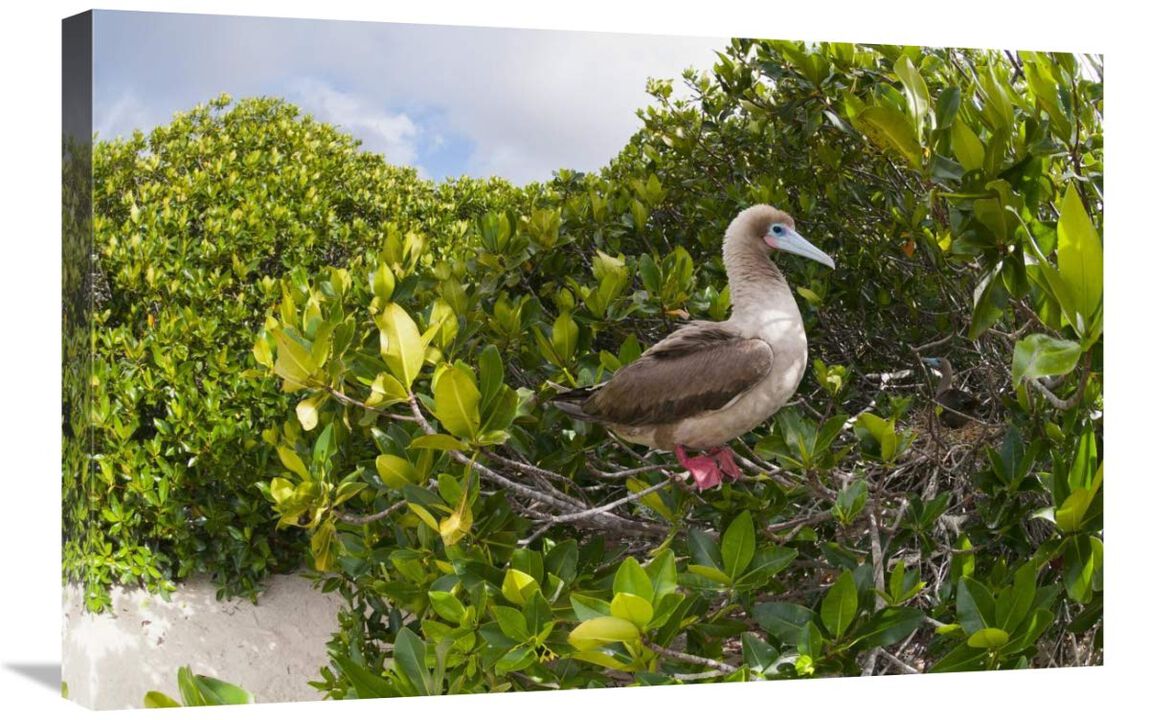 Red-footed Booby perching beside nest in mangroves, Galapagos Islands, Ecuador-Canvas Art-30x20