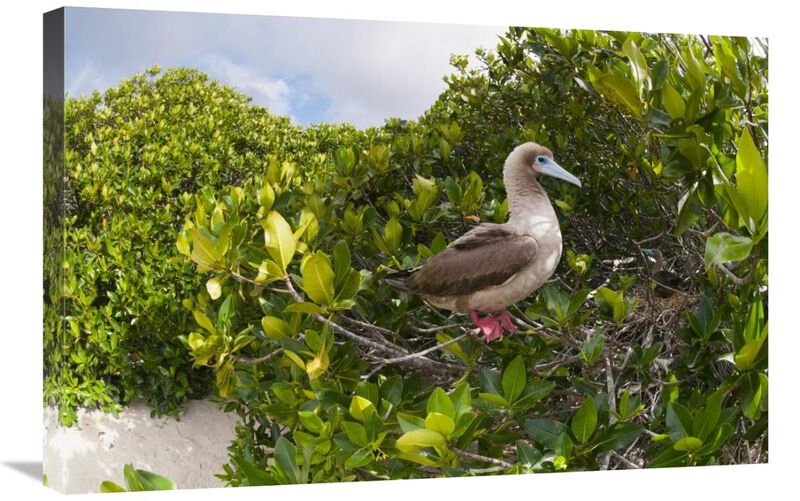 Red-footed Booby perching beside nest in mangroves, Galapagos Islands, Ecuador-Canvas Art-30x20