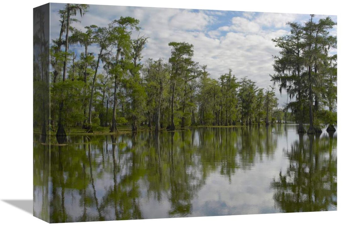 Bald Cypress swamp, Cypress Island, Lake Martin, Louisiana-Canvas Art-16x12