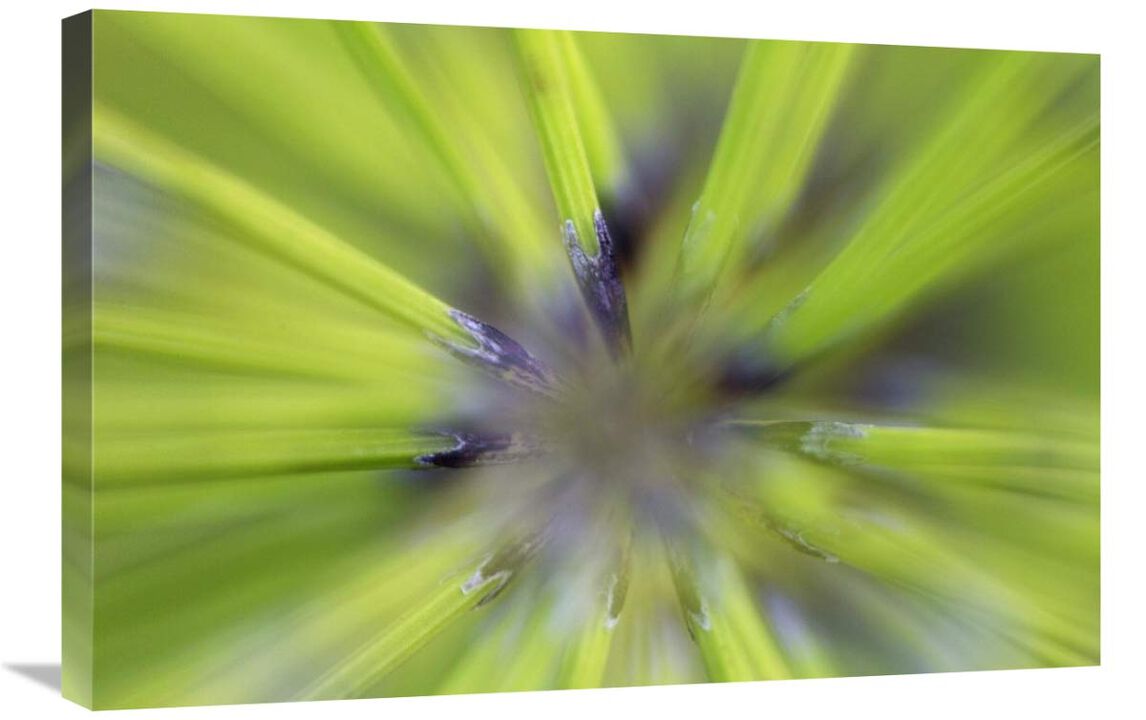 Giant Horsetail FernDetail-Canvas Art-30x20