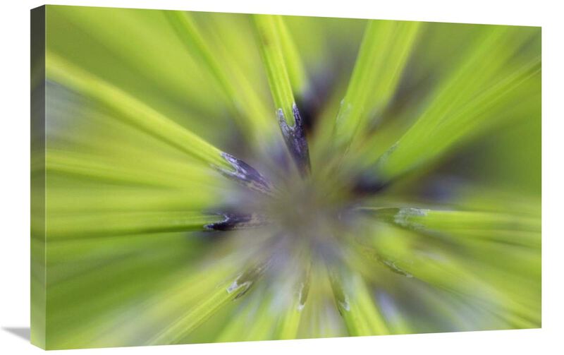 Giant Horsetail FernDetail-Canvas Art-30x20