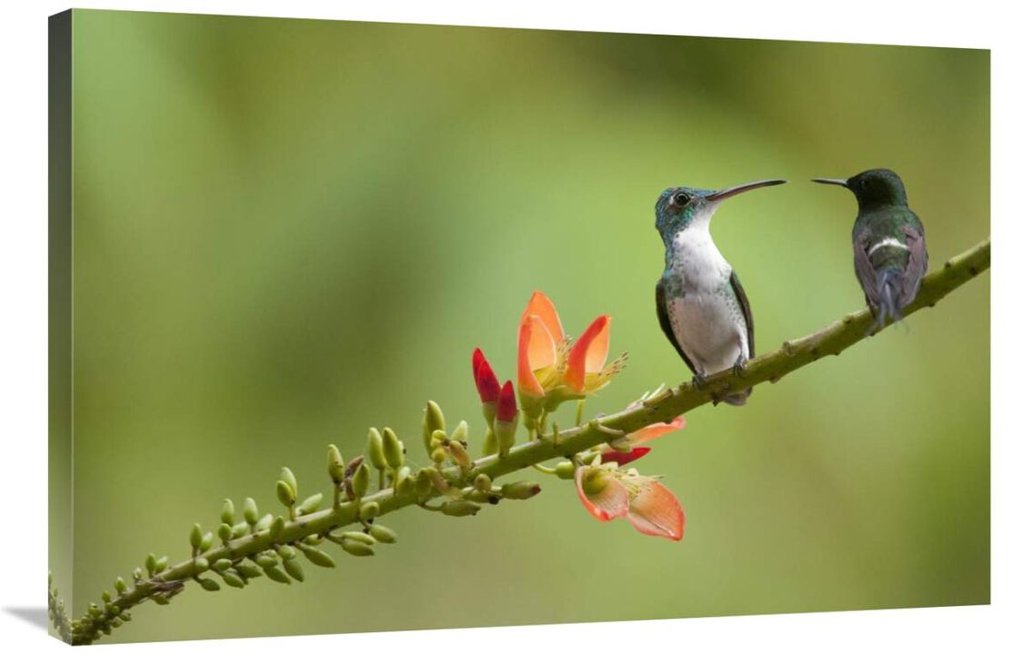 Andean Emerald with Green Thorntail female in lowland rainforest, Ecuador-Canvas Art-36x24