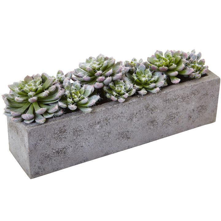 Hivvago Succulent Garden w/Textured Concrete Planter