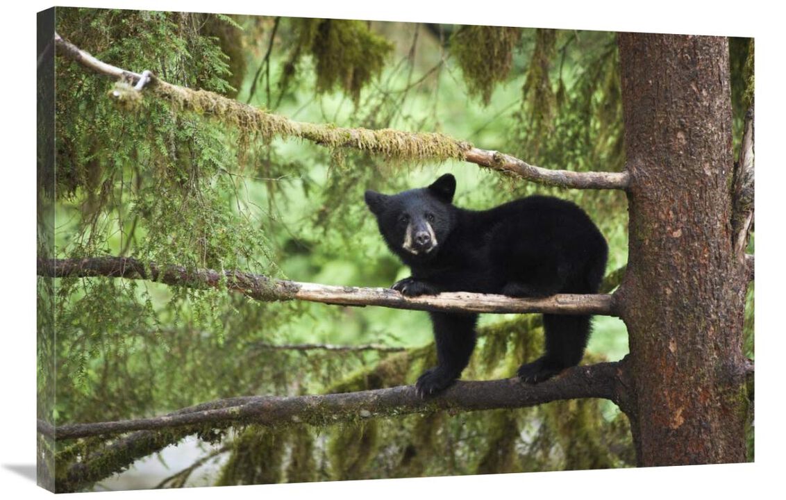 Black Bear cub in tree along Anan Creek, Tongass National Forest, Alaska-Canvas Art-36x24