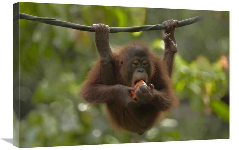 Orangutan young eating fruit, Sabah, Borneo, Malaysia-Canvas Art-30x20