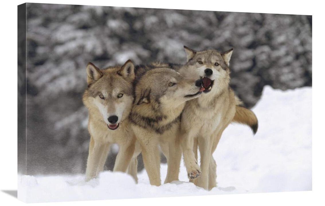Timber Wolf trio playing in snow, Montana-Canvas Art-30x20