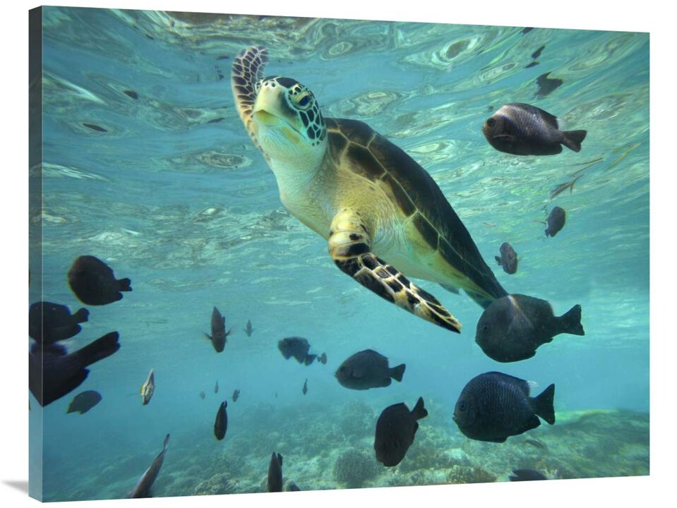 Green Sea Turtle, Balicasag Island, Philippines-Canvas Art-40x30