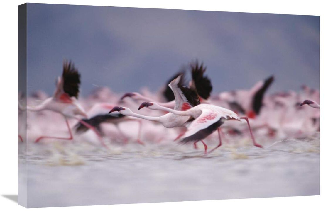 Lesser Flamingo flock taking flight from the surface of a lake, Kenya-Canvas Art-30x20