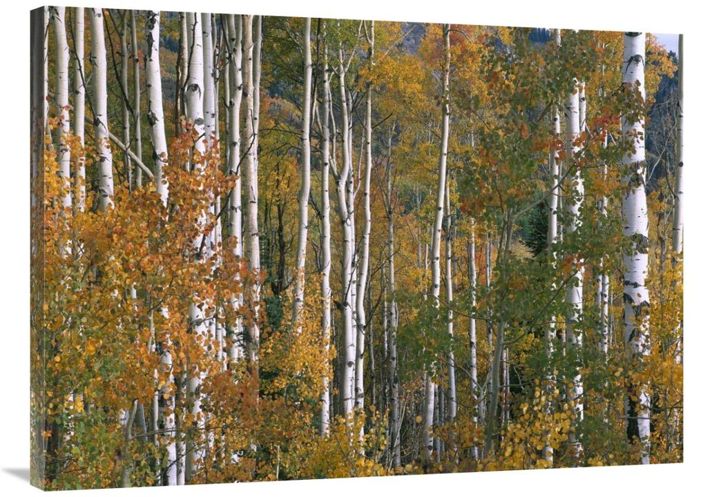 Aspen trees in fall colors, Lost Lake, Gunnison National Forest, Colorado-Canvas Art-40x30