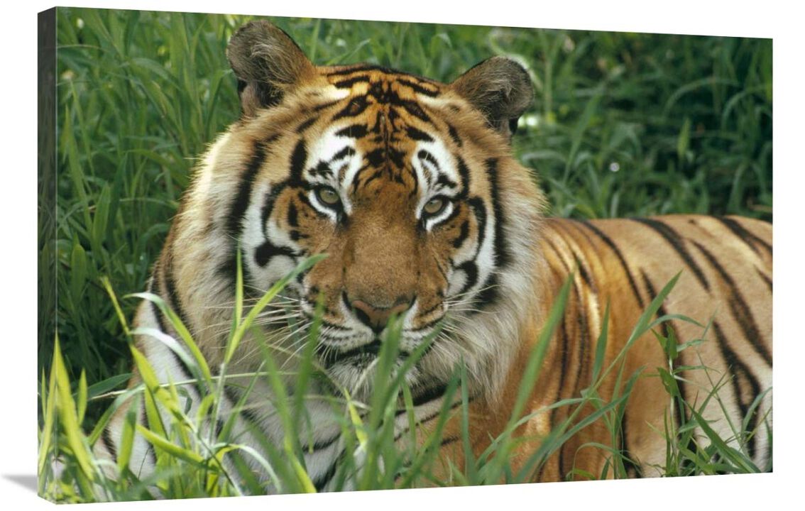 Bengal Tiger portrait at the Hilo Zoo, Hawaii, native to India and southeast Asia-Canvas Art-36x24