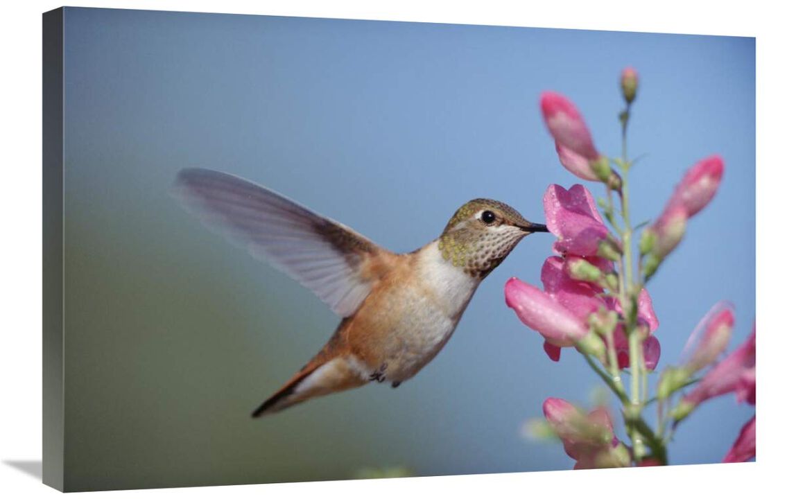 Rufous Hummingbird juvenile feeding on flowers, New Mexico-Canvas Art-30x20