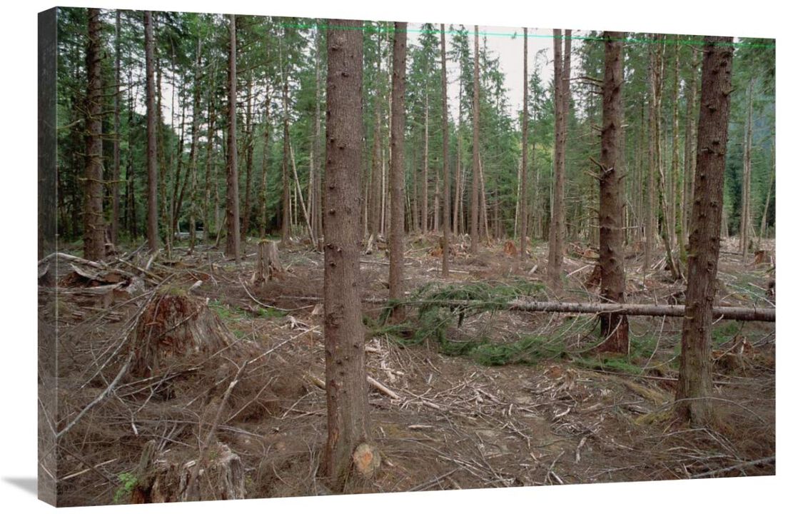New forestry technique, Quinault River Valley, Olympic National Forest, Washington-Canvas Art-36x24