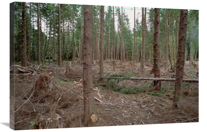 New forestry technique, Quinault River Valley, Olympic National Forest, Washington-Canvas Art-36x24