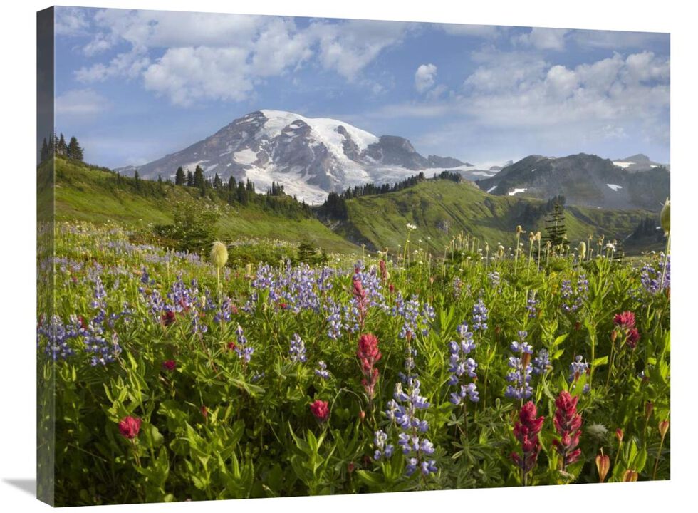 Paradise Meadow and Mount Rainier, Mount Rainier National Park, Washington-Canvas Art-32x24