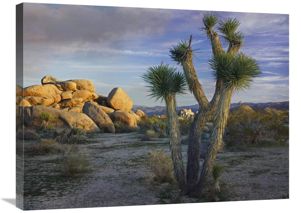 Joshua Tree and boulders, Joshua Tree National Park, California-Canvas Art-32x24