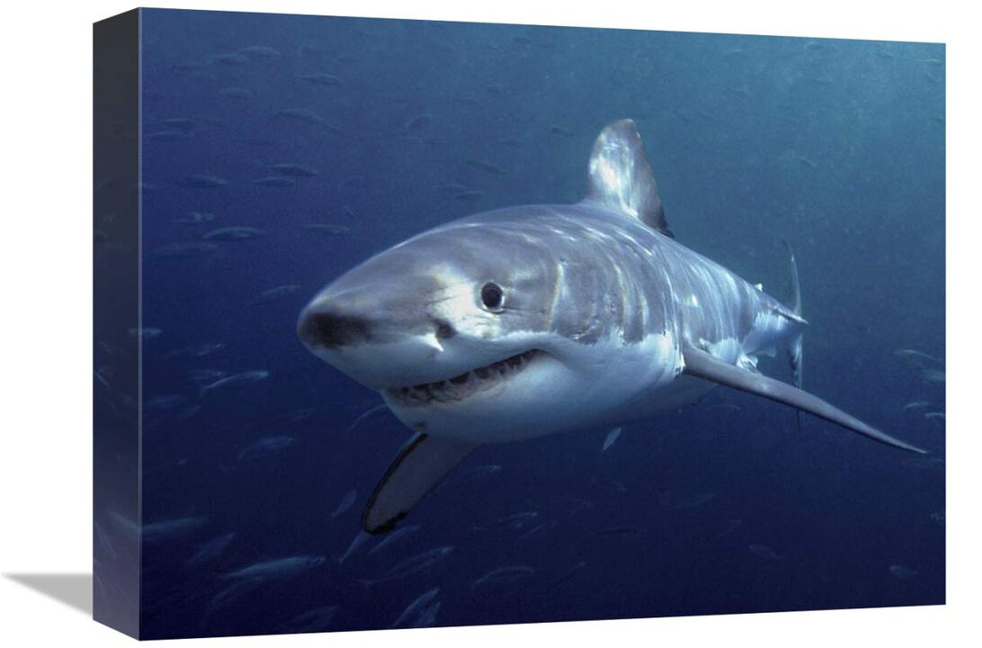 Great White Shark, Neptune Islands, Australia-Canvas Art-16x12