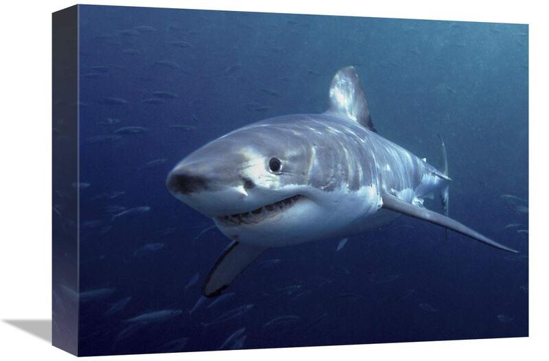 Great White Shark, Neptune Islands, Australia-Canvas Art-16x12