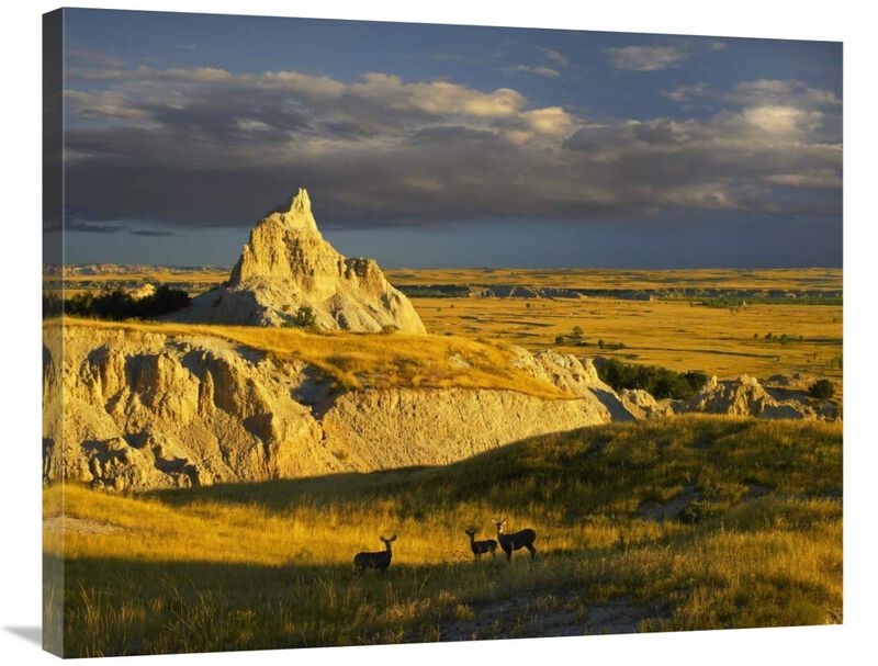 Mule Deer trio in the grasslands of Badlands National Park, South Dakota-Canvas Art-35x28