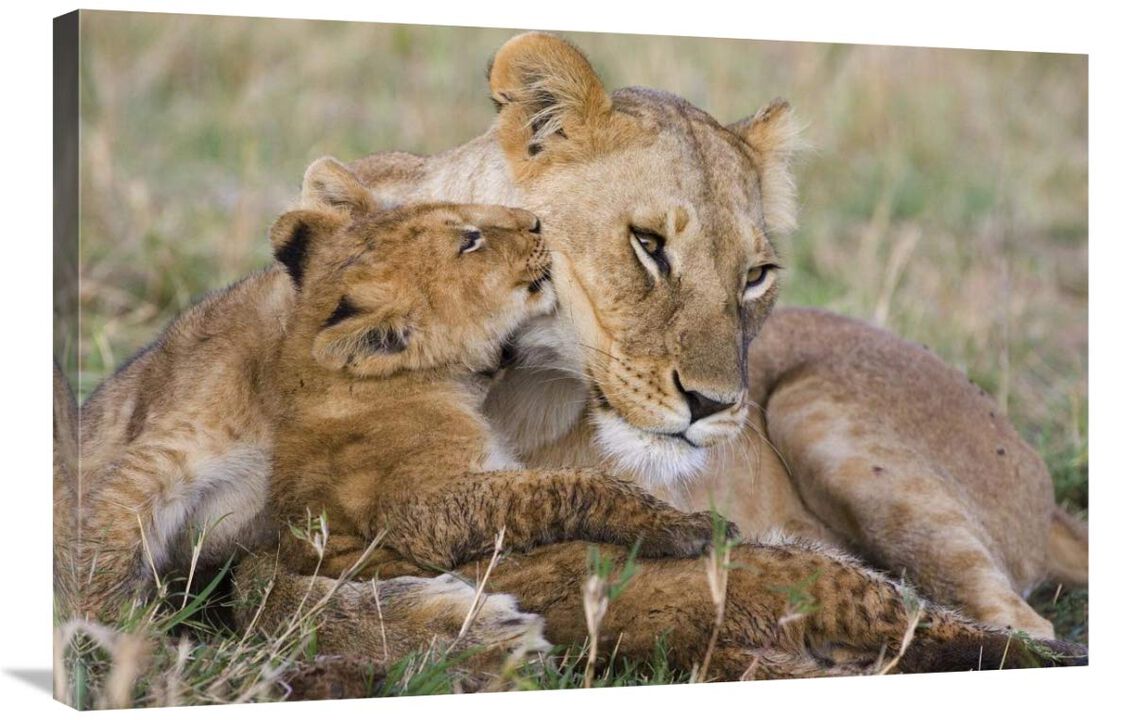 African Lion mother and young cubs, Masai Mara National Reserve, Kenya-Canvas Art-36x24