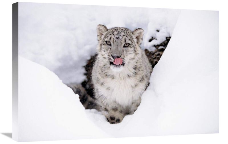 Snow Leopard adult portrait in snow-Canvas Art-30x20