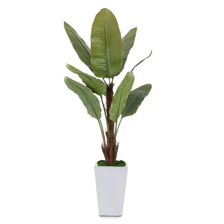 Glacier Banana Tree