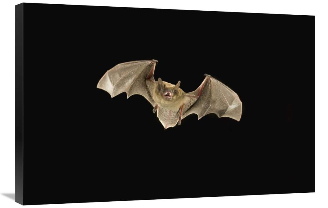Little Brown Bat flying at night, Coconino National Forest, Arizona-Canvas Art-36x24